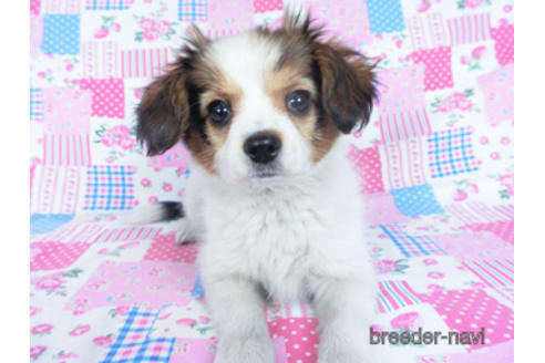 成約済の千葉県のパピヨン-159996の13枚目